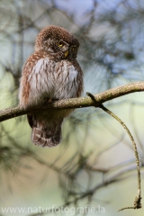 20 Sperlingskauz - Glaucidium passerinum